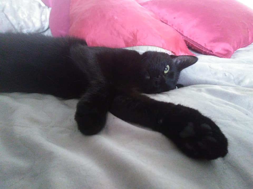 czarny kot leżący bokiem na kocu